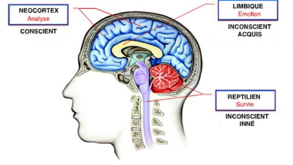 Comprendre le fonctionnement du cerveau pour comprendre l'acte d'achat